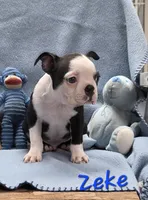 Zeke, a male Boston Terrier for sale in Schuylkill Haven, PA – Photo 3 of 3