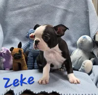 Zeke, a male Boston Terrier for sale in Schuylkill Haven, PA – Photo 2 of 3