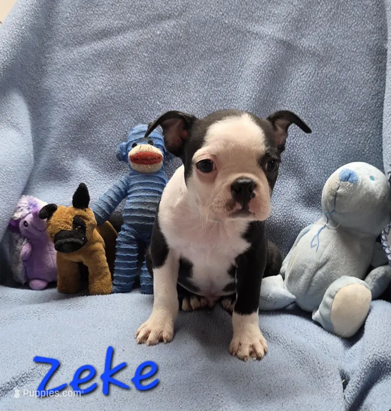 Zeke – Boston Terrier puppy for sale in Schuylkill Haven, PA