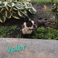 Valor, a female Boston Terrier for sale in Schuylkill Haven, PA – 2 of 6