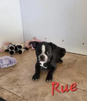 Rue, a female Boston Terrier for sale in Schuylkill Haven, PA – Photo 3 of 3