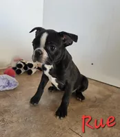 Rue, a female Boston Terrier for sale in Schuylkill Haven, PA – Photo 2 of 3