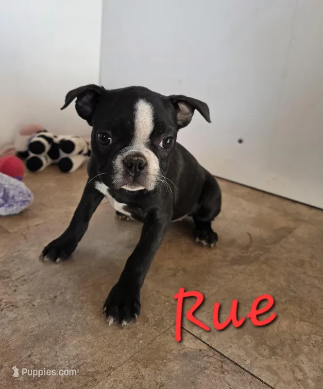 Rue – Boston Terrier puppy for sale in Schuylkill Haven, PA