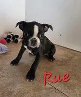 Rue, a female Boston Terrier for sale in Schuylkill Haven, PA – Photo 1 of 3
