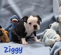 Ziggy, a male Boston Terrier for sale in Schuylkill Haven, PA – Photo 4 of 4