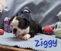 Ziggy, a male Boston Terrier for sale in Schuylkill Haven, PA – Photo 3 of 4