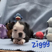 Ziggy, a male Boston Terrier for sale in Schuylkill Haven, PA – Photo 1 of 4