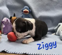 Ziggy, a male Boston Terrier for sale in Schuylkill Haven, PA – Photo 2 of 4