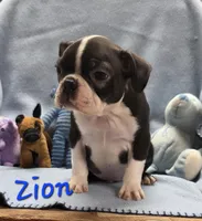 Zion, a male Boston Terrier for sale in Schuylkill Haven, PA – Photo 1 of 4