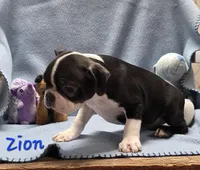 Zion, a male Boston Terrier for sale in Schuylkill Haven, PA – Photo 4 of 4