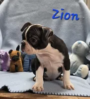 Zion, a male Boston Terrier for sale in Schuylkill Haven, PA – Photo 2 of 4