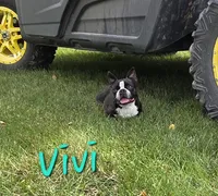 Vivi, a female Boston Terrier for sale in Schuylkill Haven, PA – 5 of 6
