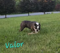 Valor, a female Boston Terrier for sale in Schuylkill Haven, PA – 3 of 6