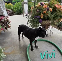 Vivi, a female Boston Terrier for sale in Schuylkill Haven, PA – 3 of 6