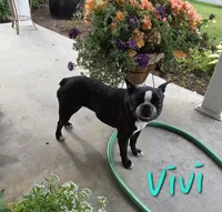 Vivi, a female Boston Terrier for sale in Schuylkill Haven, PA – 1 of 6