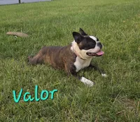 Valor, a female Boston Terrier for sale in Schuylkill Haven, PA – 6 of 6