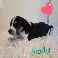 Molly, a female Beagle for sale in Schuylkill Haven, PA – Photo 3 of 3