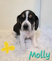 Molly, a female Beagle for sale in Schuylkill Haven, PA – Photo 2 of 3