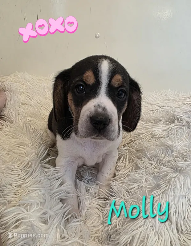 Molly – Beagle puppy for sale in Schuylkill Haven, PA