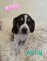 Molly, a female Beagle for sale in Schuylkill Haven, PA – Photo 1 of 3