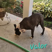 Valor, a female Boston Terrier for sale in Schuylkill Haven, PA – 5 of 6