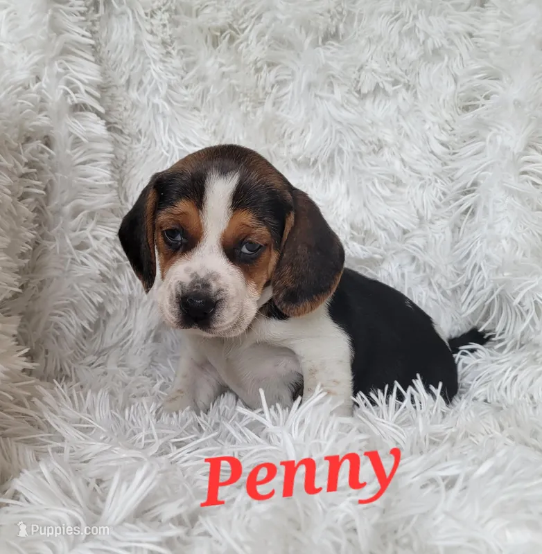 Penny, a female Beagle for sale in Schuylkill Haven, PA – Photo 1 of 4