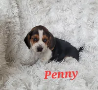 Penny, a female Beagle for sale in Schuylkill Haven, PA – Photo 3 of 4