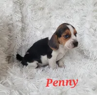 Penny, a female Beagle for sale in Schuylkill Haven, PA – Photo 4 of 4
