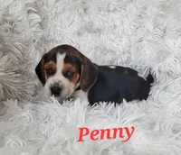 Penny, a female Beagle for sale in Schuylkill Haven, PA – Photo 2 of 4