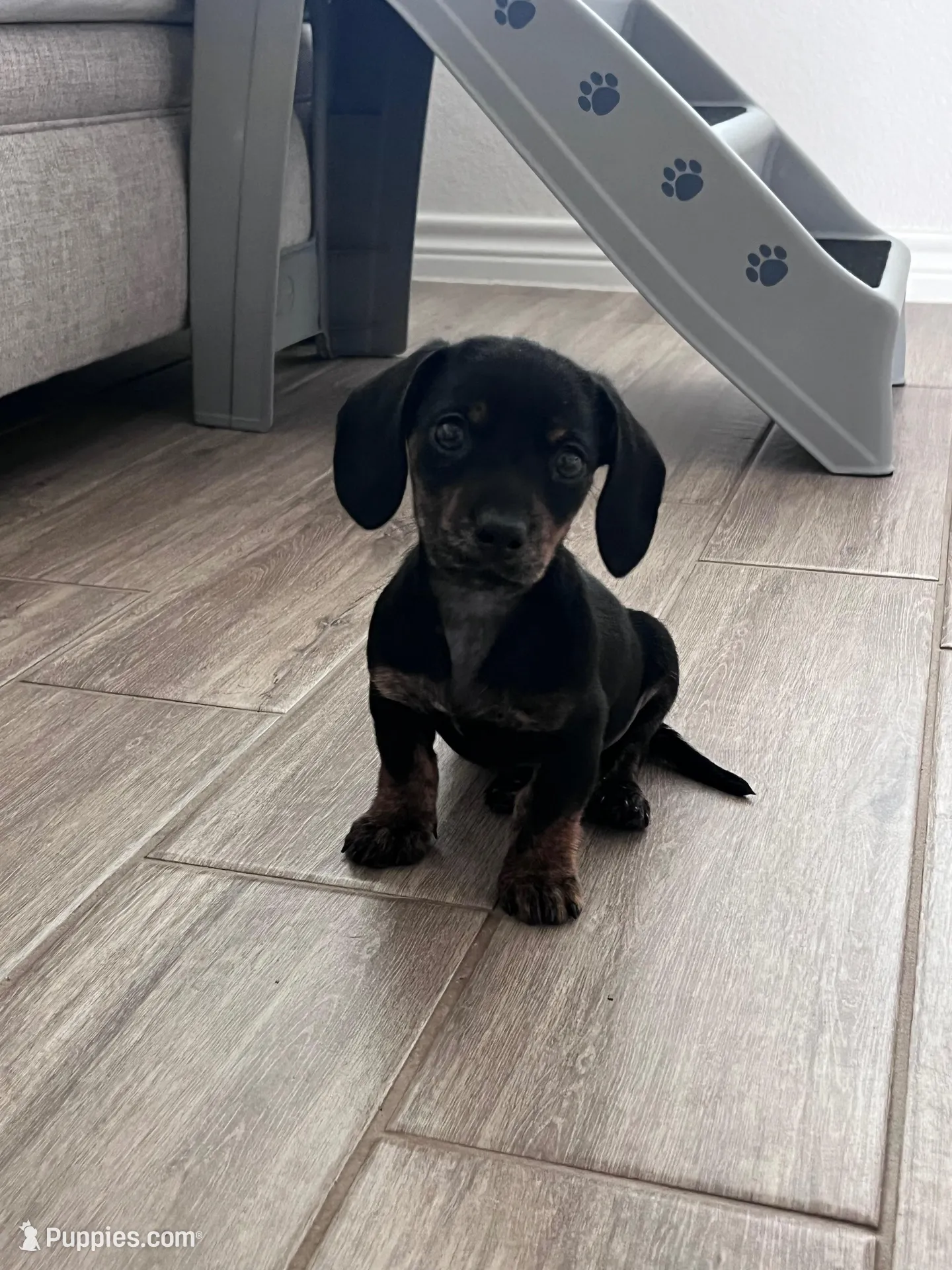 Dolly AKC smooth haired blck/brindle, a female Miniature Dachshund for sale in Azle, TX – Photo 1 of 9