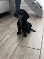 Dolly AKC smooth haired blck/brindle, a female Miniature Dachshund for sale in Azle, TX – Photo 3 of 9