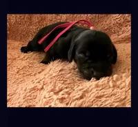 Dolly AKC smooth haired blck/brindle, a female Miniature Dachshund for sale in Azle, TX – Photo 8 of 9