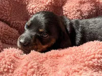 Dolly AKC smooth haired blck/brindle, a female Miniature Dachshund for sale in Azle, TX – Photo 5 of 9