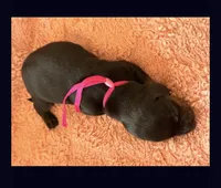 Dolly AKC smooth haired blck/brindle, a female Miniature Dachshund for sale in Azle, TX – Photo 9 of 9