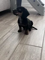 Dolly AKC smooth haired blck/brindle, a female Miniature Dachshund for sale in Azle, TX – Photo 2 of 9