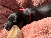 Dolly AKC smooth haired blck/brindle, a female Miniature Dachshund for sale in Azle, TX – Photo 6 of 9