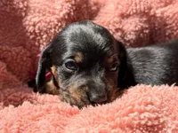 Dolly AKC smooth haired blck/brindle, a female Miniature Dachshund for sale in Azle, TX – Photo 7 of 9