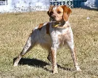 mattie, a female French Brittany for sale in Kensington, KS – 1 of 1