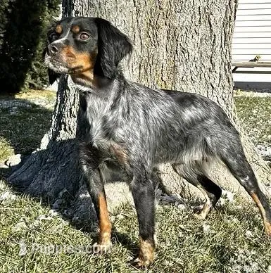 marley – French Brittany puppy for sale in Kensington, KS