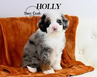 Rocky, a male Poodle - Miniature  for sale in Kensington, KS – Photo 2 of 4