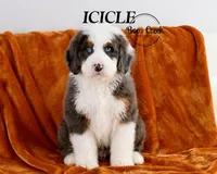 Rocky, a male Poodle - Miniature  for sale in Kensington, KS – Photo 4 of 4