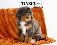 Rocky, a male Poodle - Miniature  for sale in Kensington, KS – Photo 3 of 4