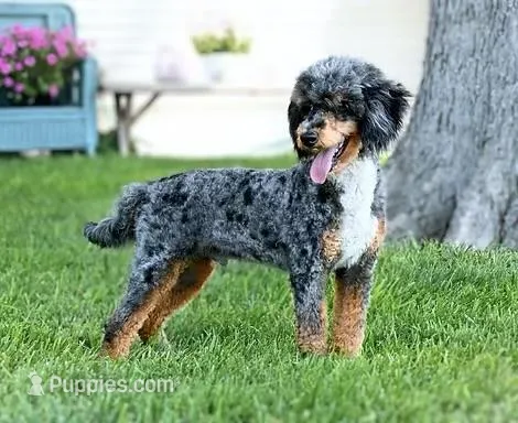 Rocky – Poodle - Miniature  puppy on hold in Kensington, KS