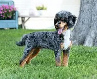 Rocky, a male Poodle - Miniature  for sale in Kensington, KS – Photo 1 of 4