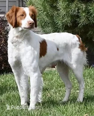 annie – Brittany puppy for sale in Kensington, KS