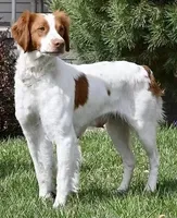 annie, a female Brittany for sale in Kensington, KS – 1 of 1