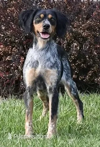 cali – French Brittany puppy for sale in Kensington, KS
