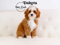Dakota, a male Cavapoo for sale in Kensington, KS – Photo 1 of 3