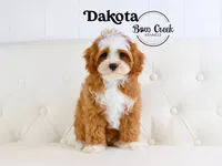 Dakota, a male Cavapoo for sale in Kensington, KS – Photo 2 of 3