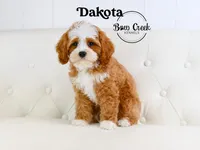 Dakota, a male Cavapoo for sale in Kensington, KS – Photo 3 of 3
